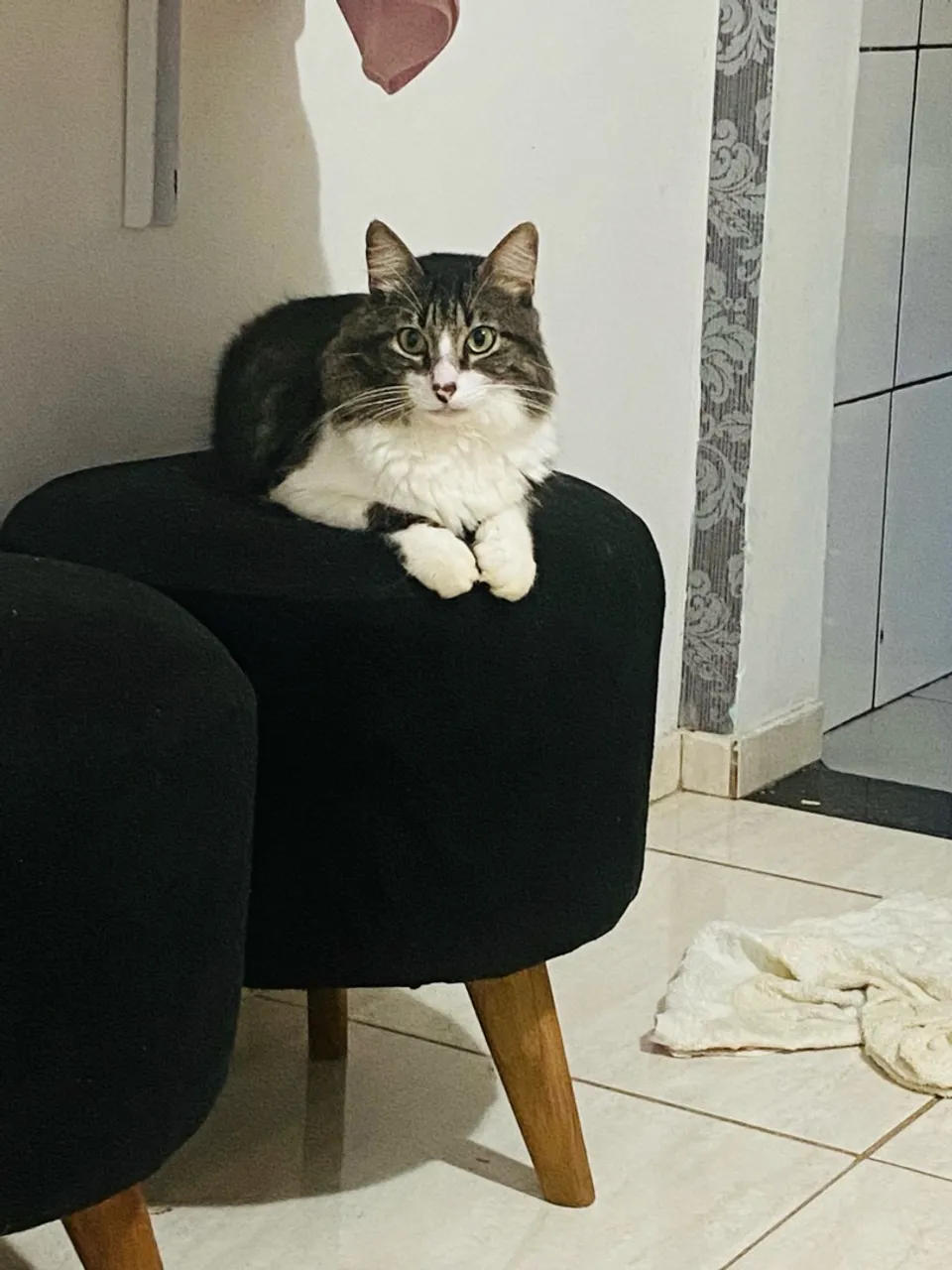 Gatinho lindo e charmoso para adoção!