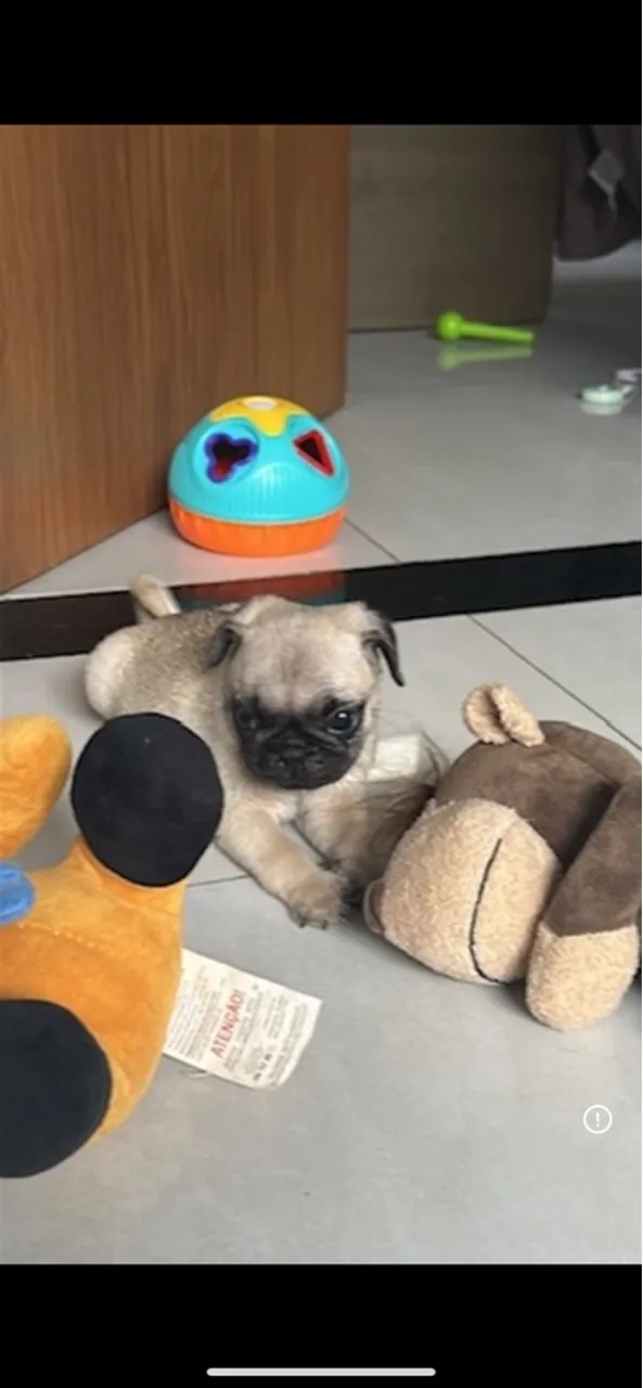 Filhote de Pug