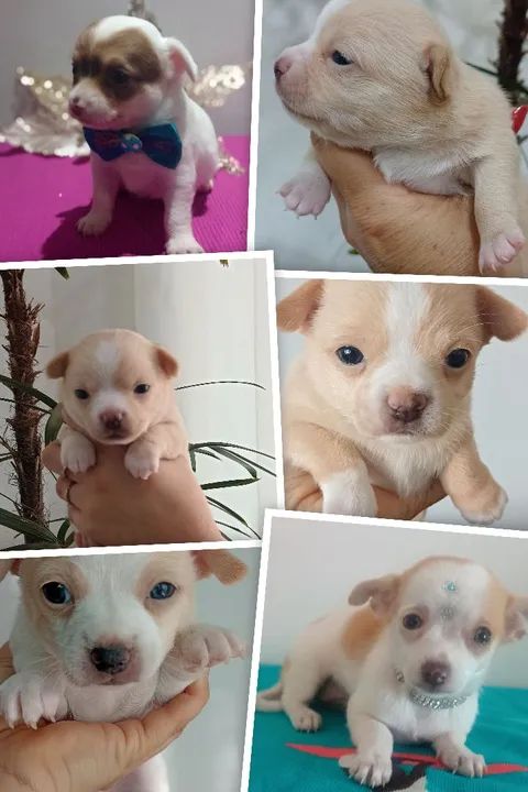 Vendo lindíssima filhote de chihuahua fêmea particular super promoção  - Foto 4