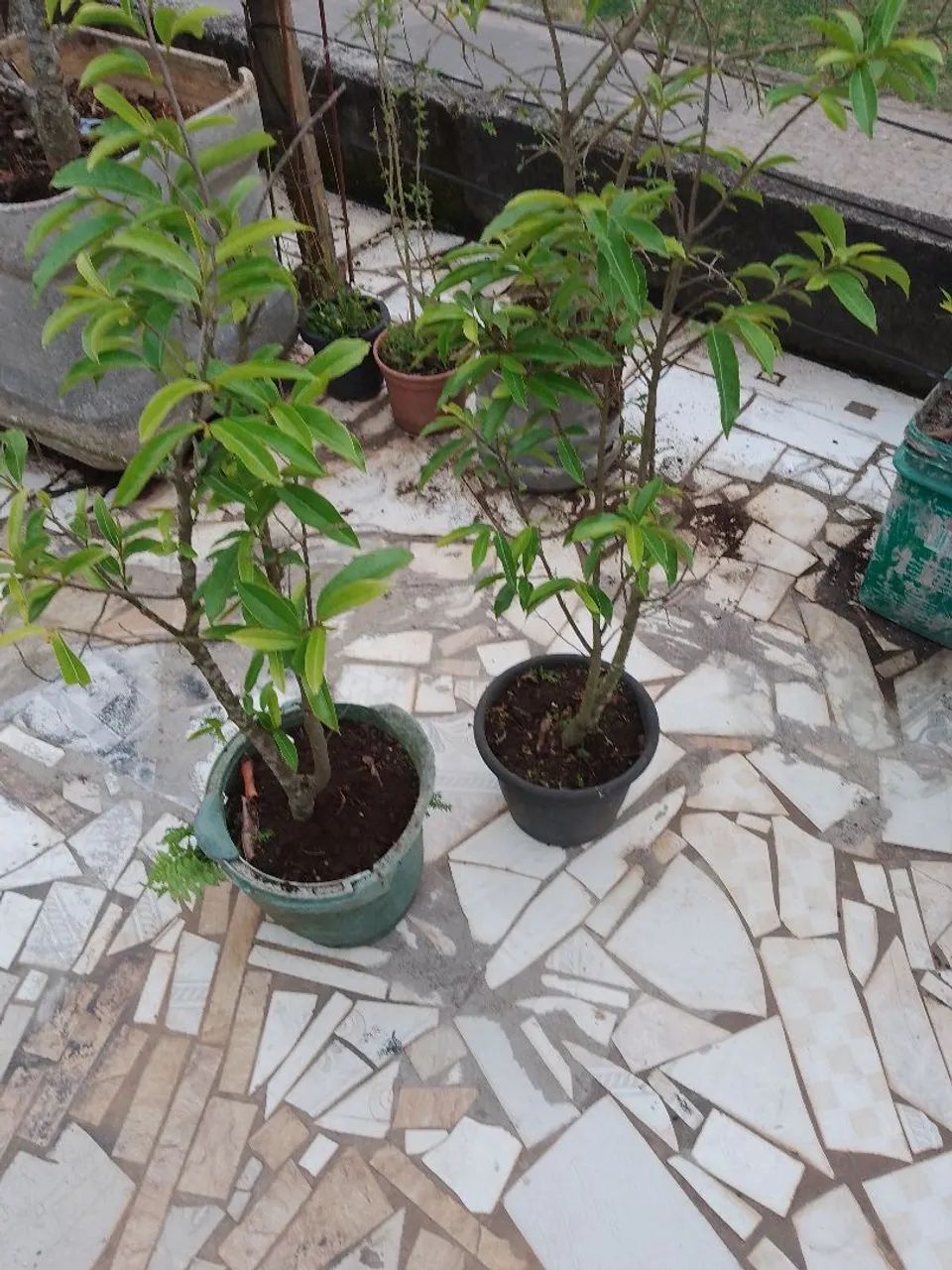 Vendo mudas de graviola 