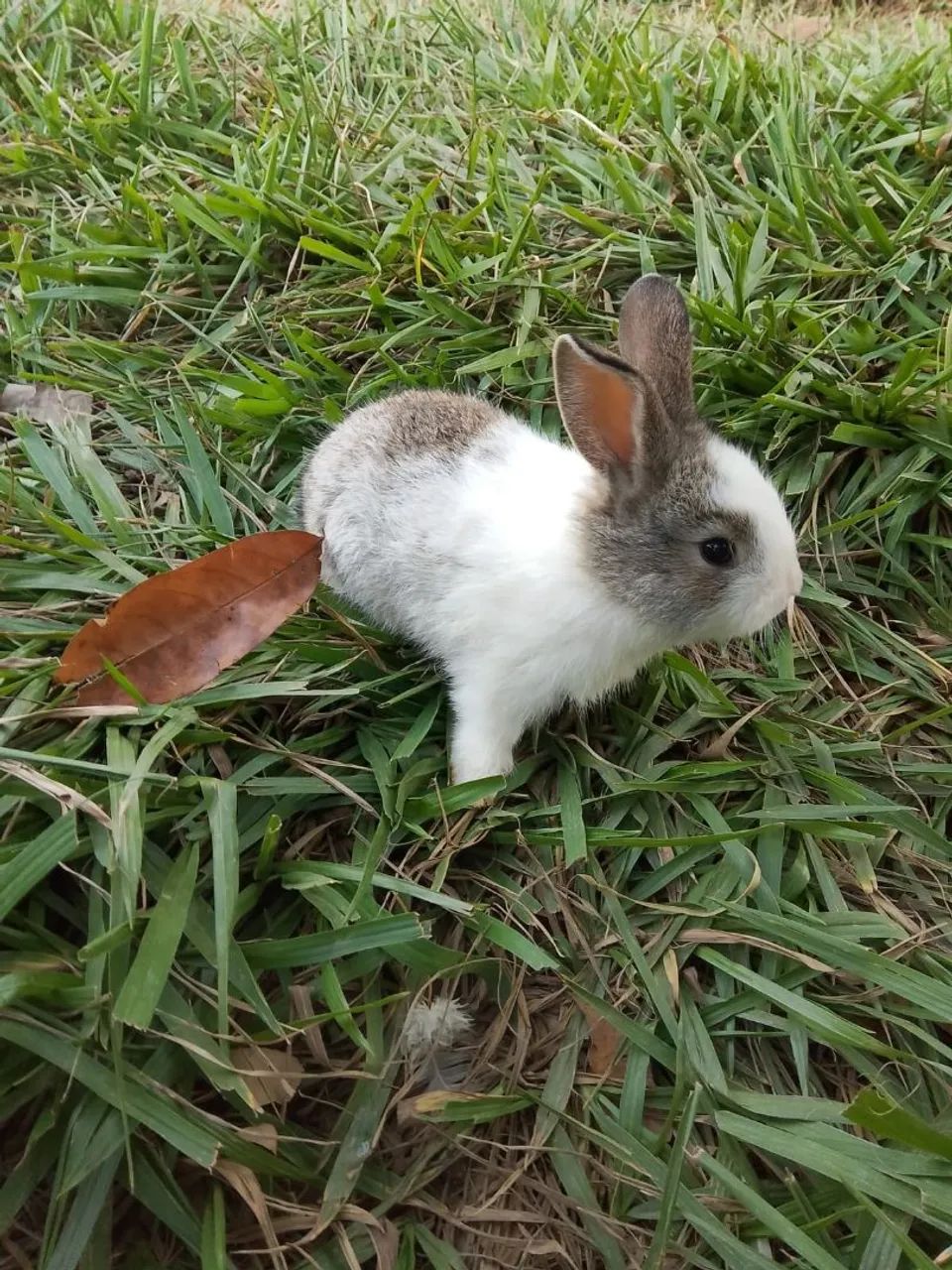 coelho filhotes com 5 semanas - Foto 5