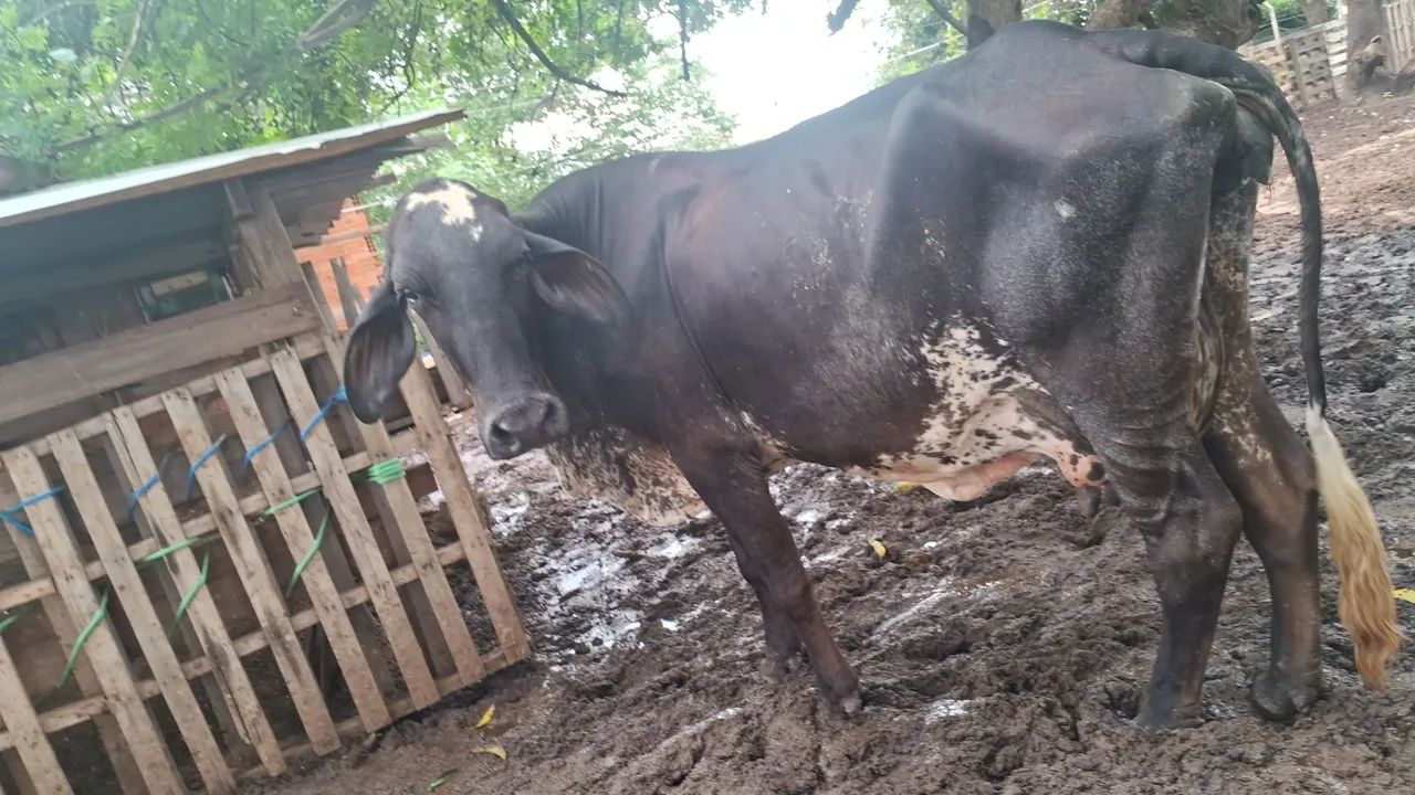 Vendo vaca parida de fêmea