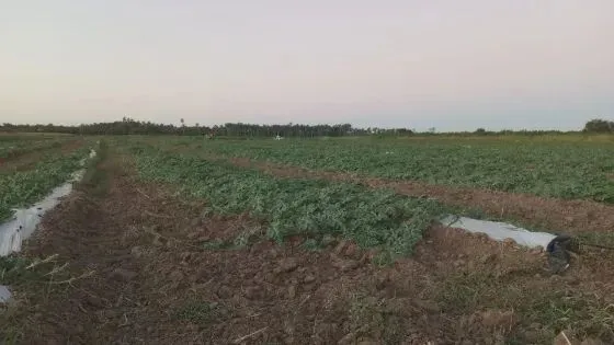 fazenda com 191 hectares na região de Carnaubais