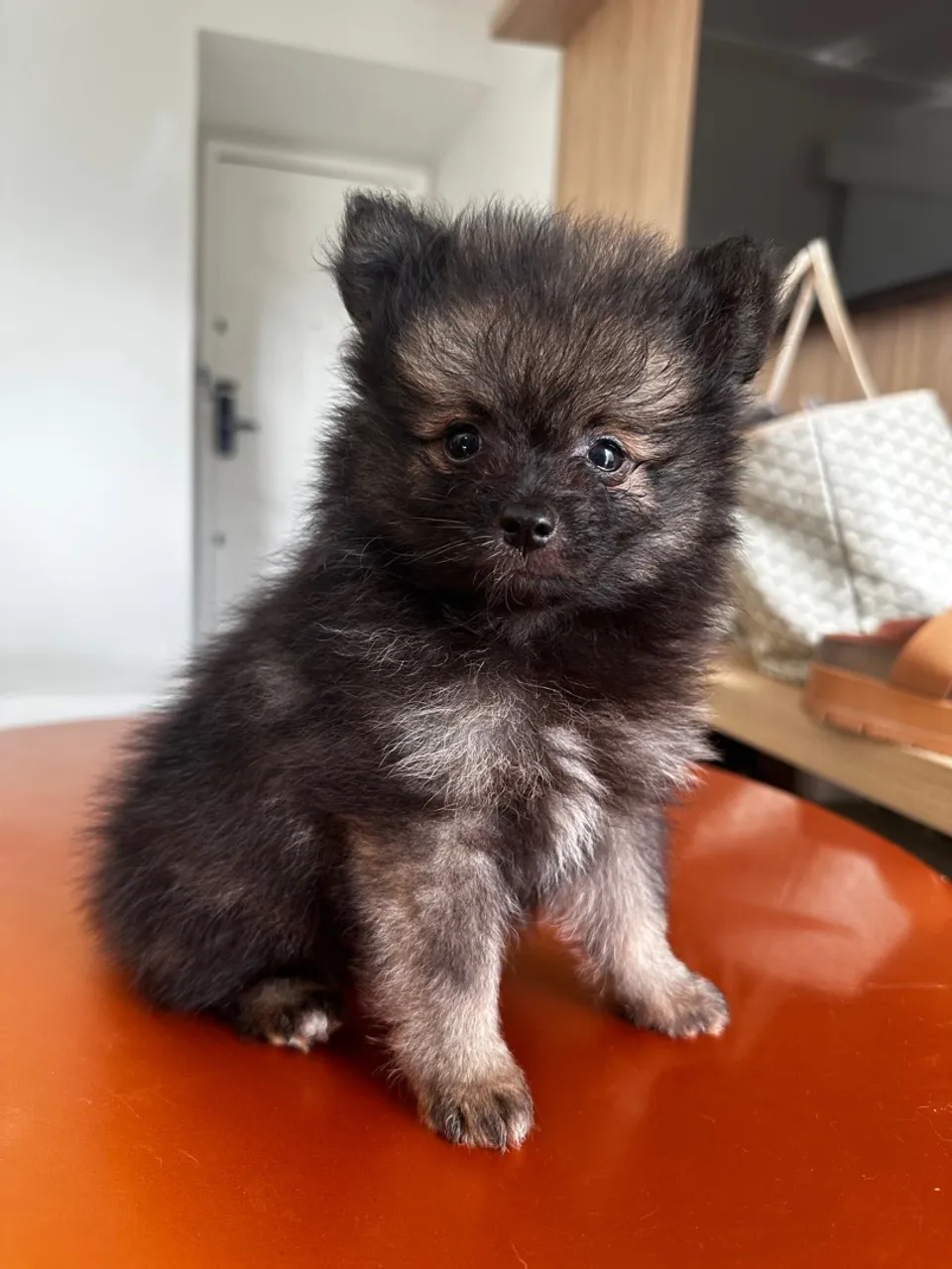 Filhotes de spitz alemão/lulu da pomerania
