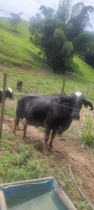 Vendo ou troco vacas girolanda - Foto 3