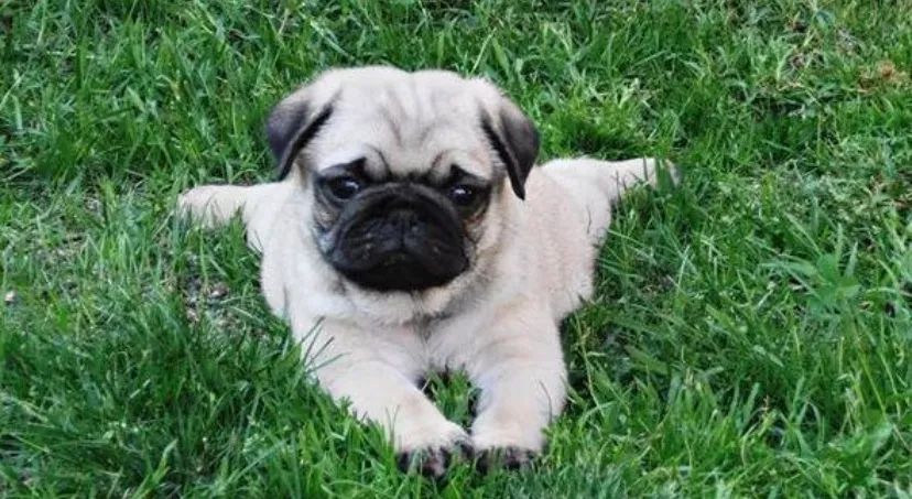   Porte Pequeno ótimo para Apartamento, Filhote de Pug entrega imediata  - Foto 5