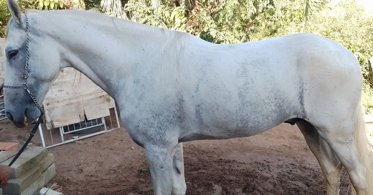 Cavalo Mangalarga Marchador