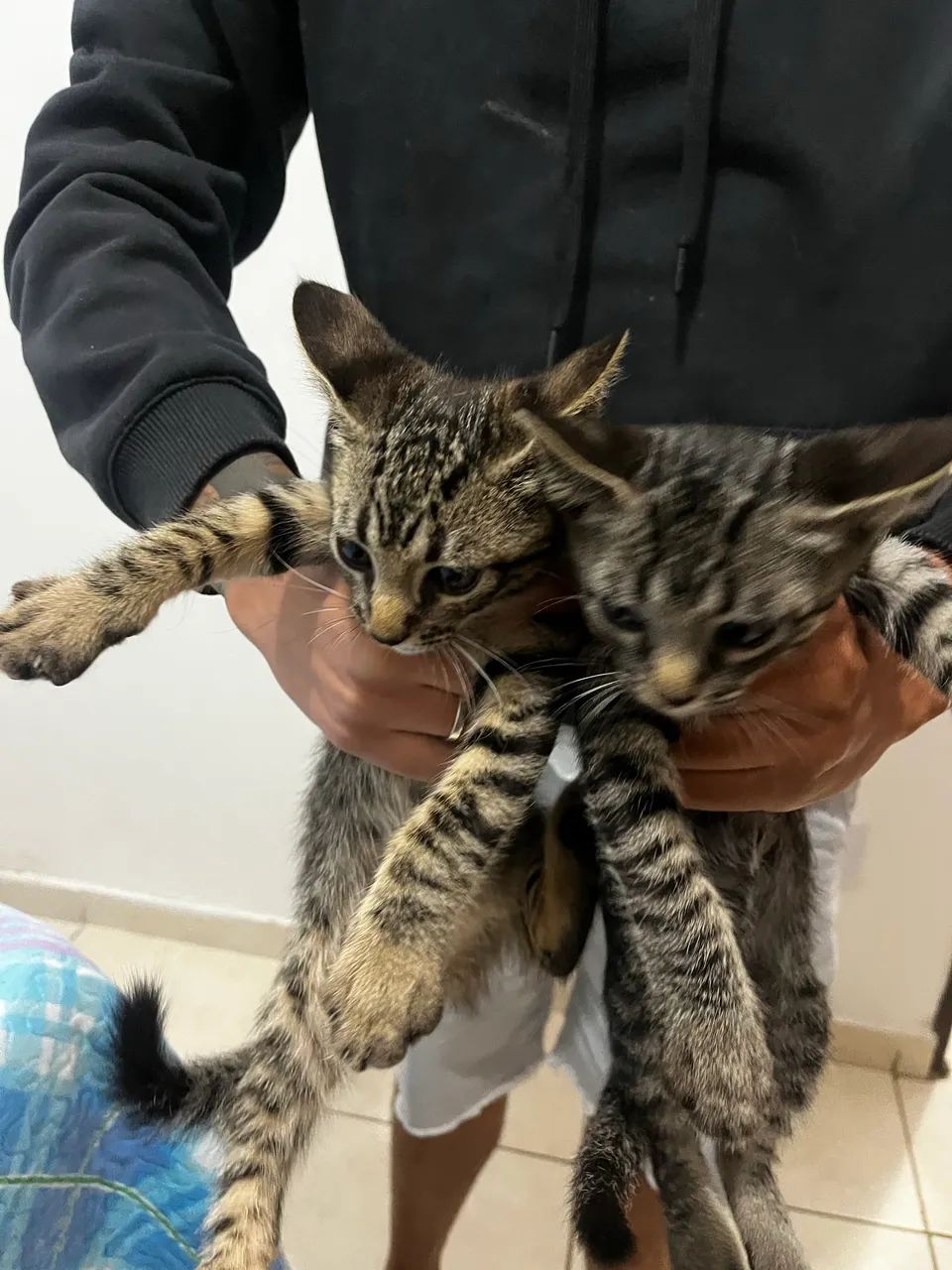 Filhotes de gato para doação  - Foto 3