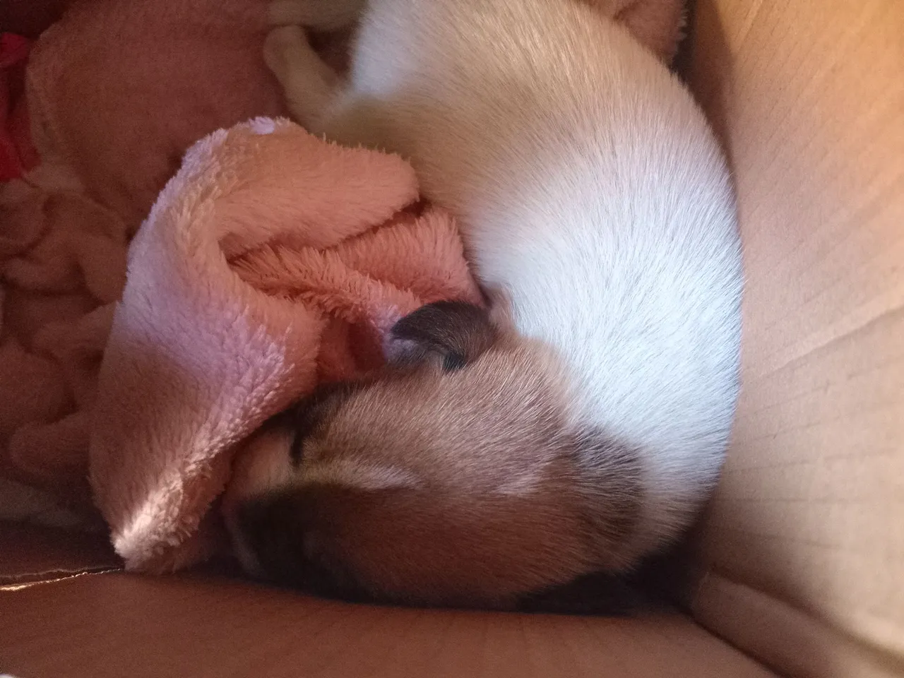 Cachorro  filhote recenacido doação 