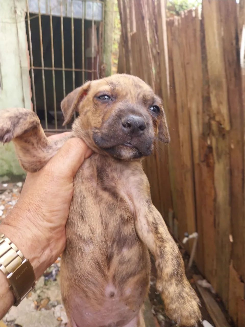 Filhote de pit bul 