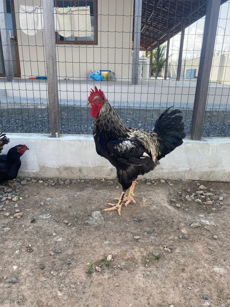 Galo Balão  - Foto 2