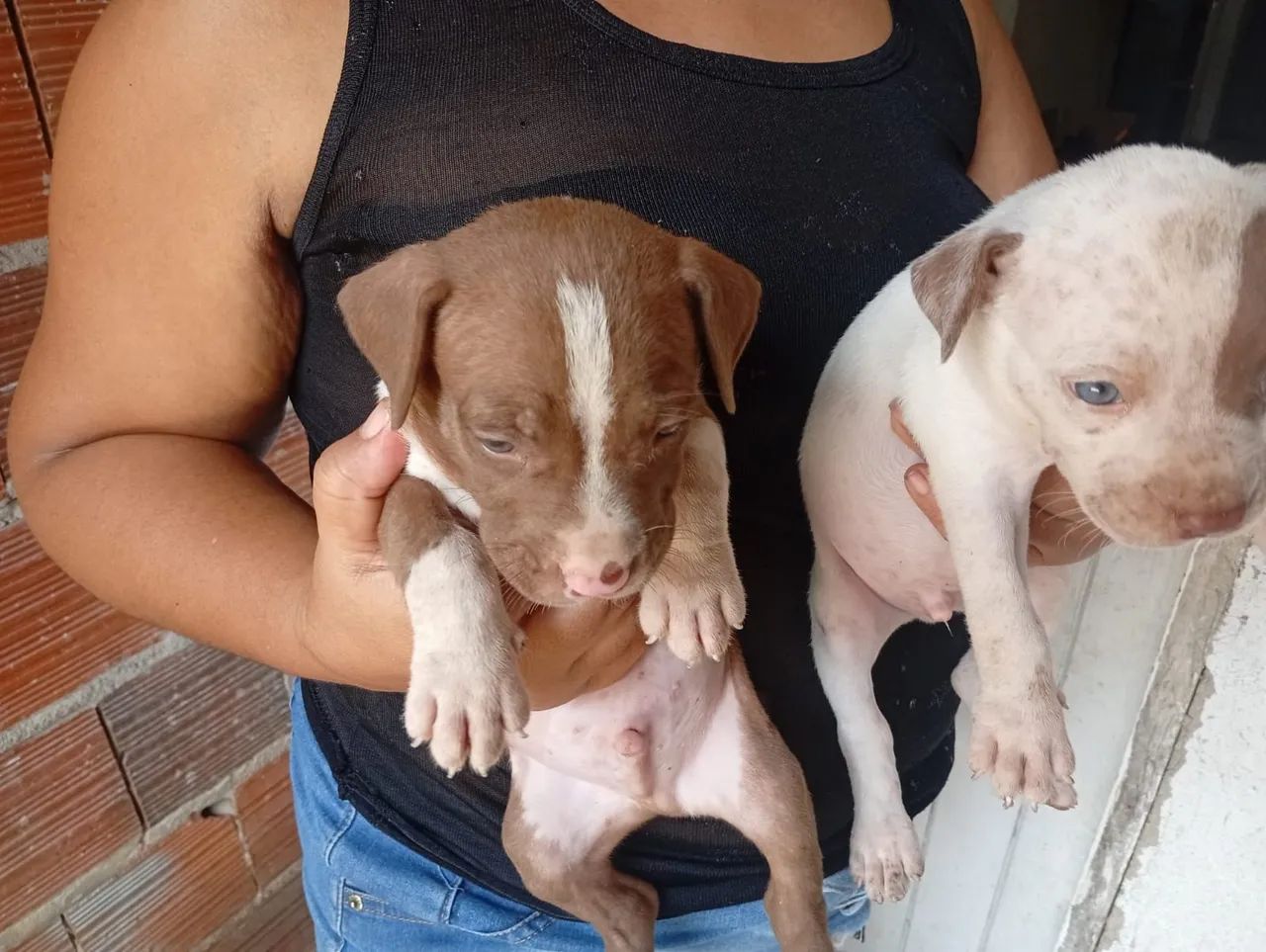 Filhotes de Pitbull  - Foto 4