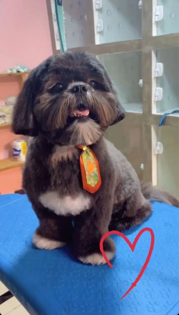 Procura uma namorada para o simba  - Foto 3