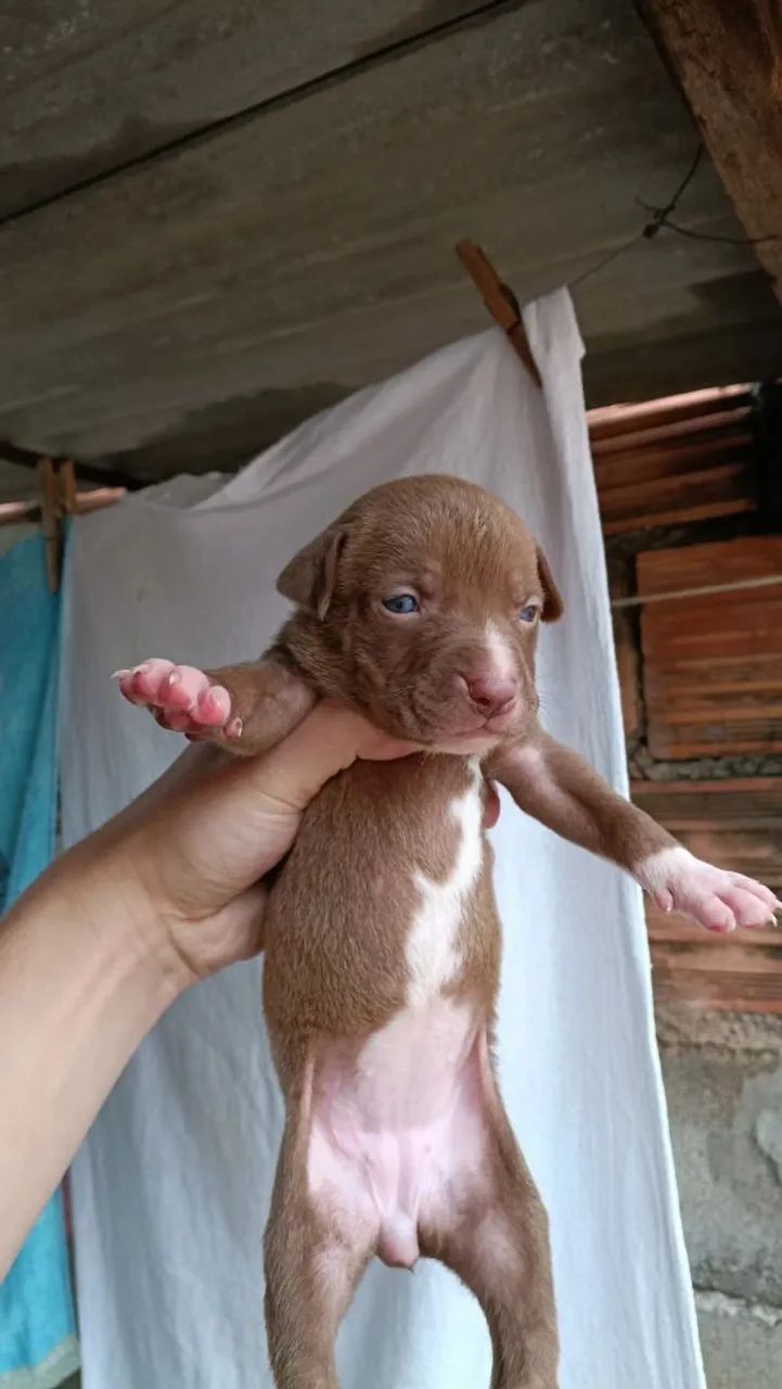 Pit bull - Foto 3