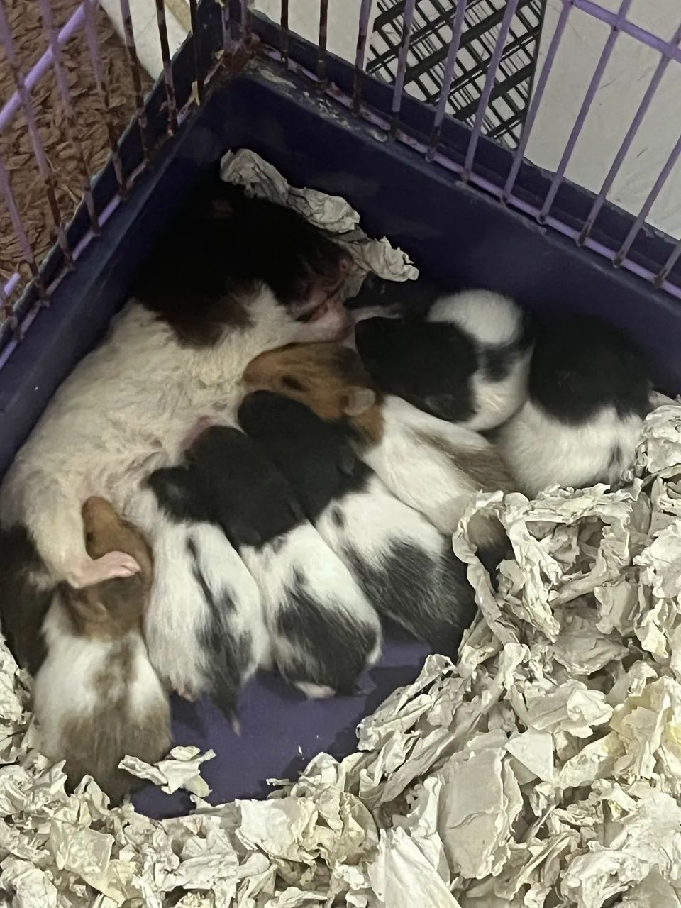 Hamster Sírio filhote  - Foto 2