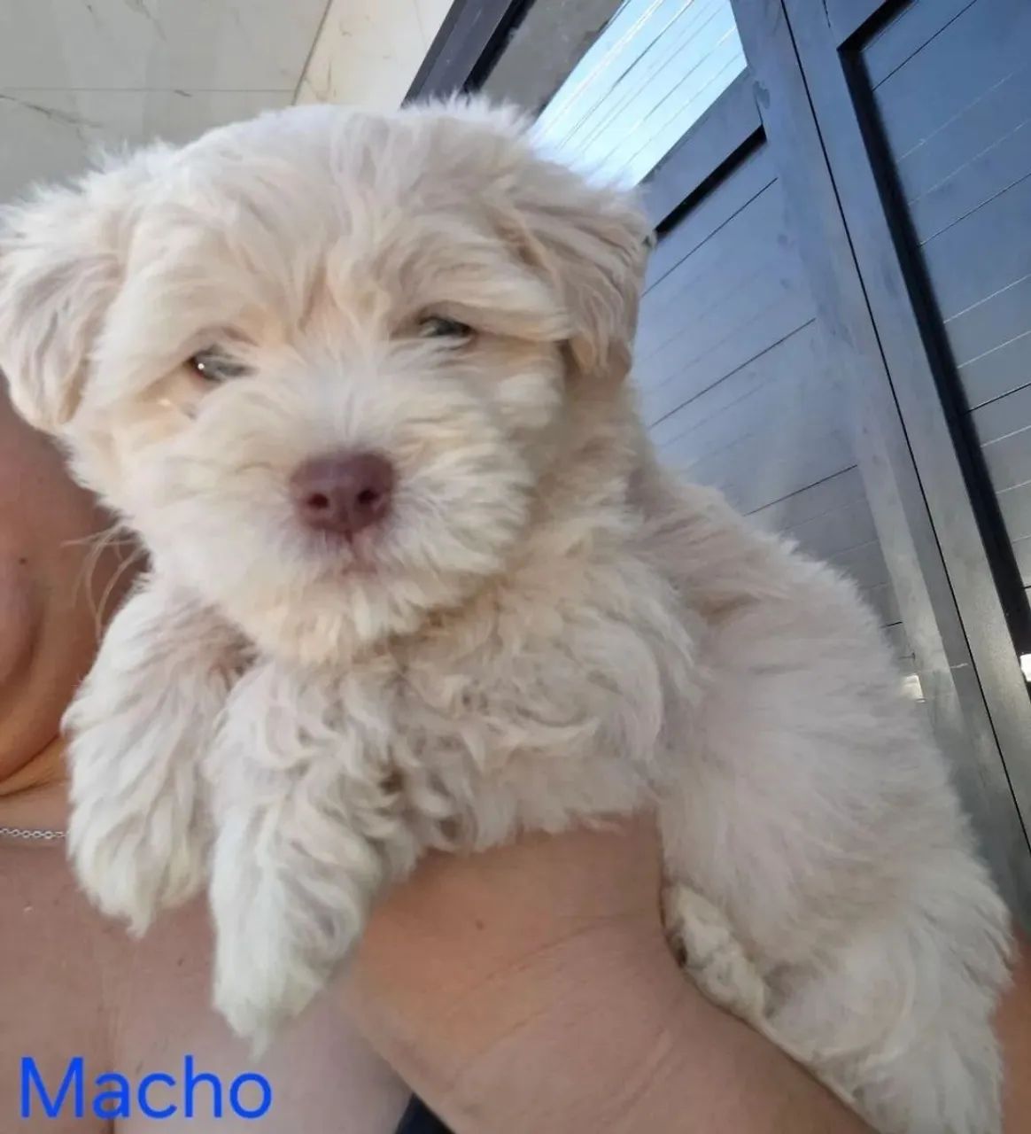 Poodle micro toy macho 
