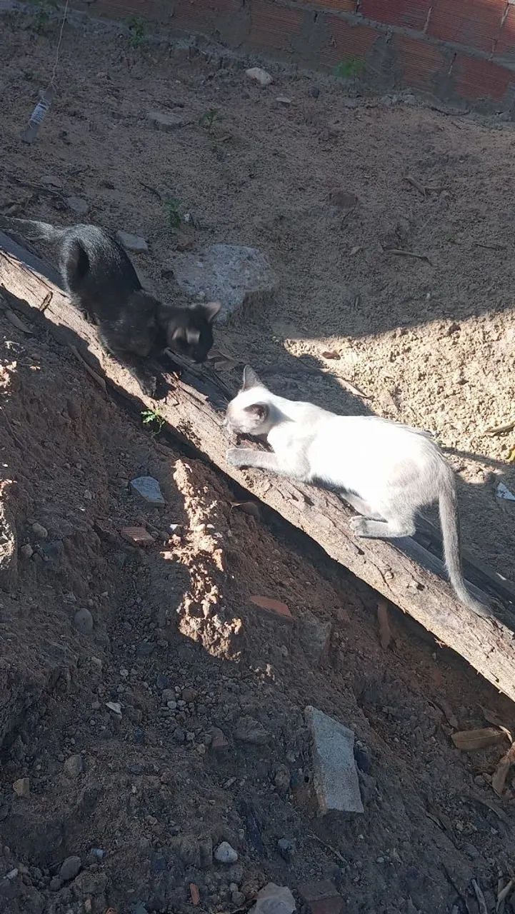 Para adoção  - Foto 4