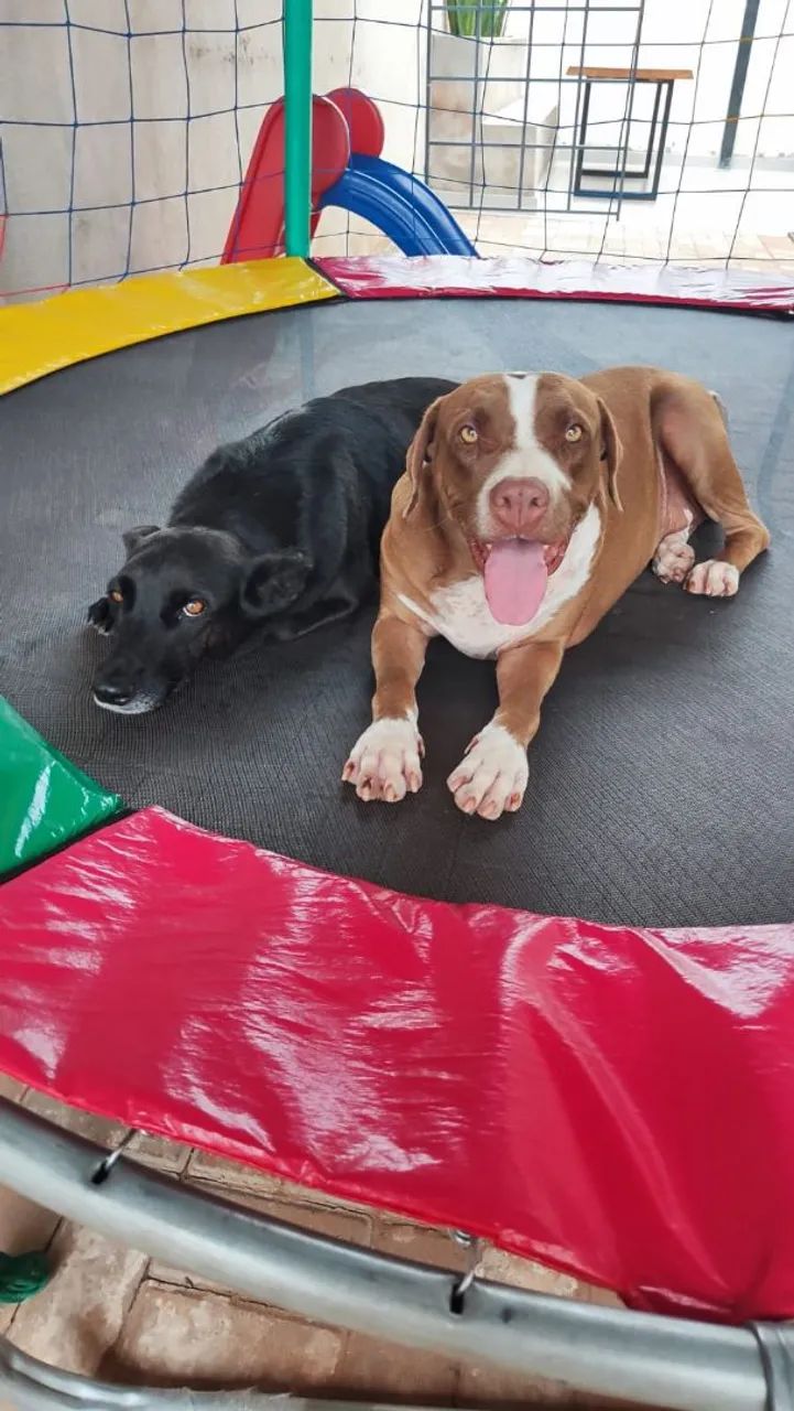Doa-se dois cachorros 