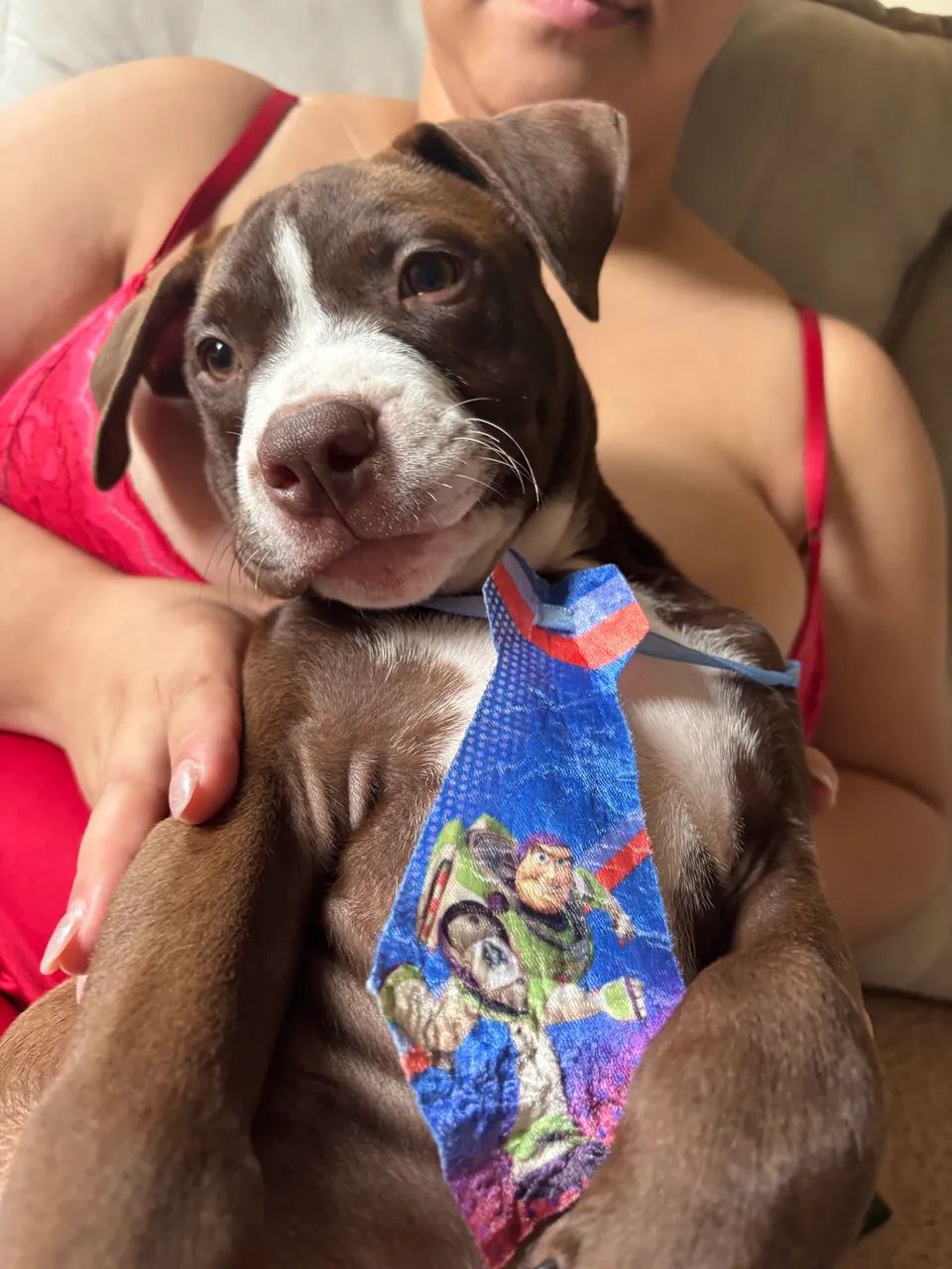 Filhote Pitbull - Foto 5