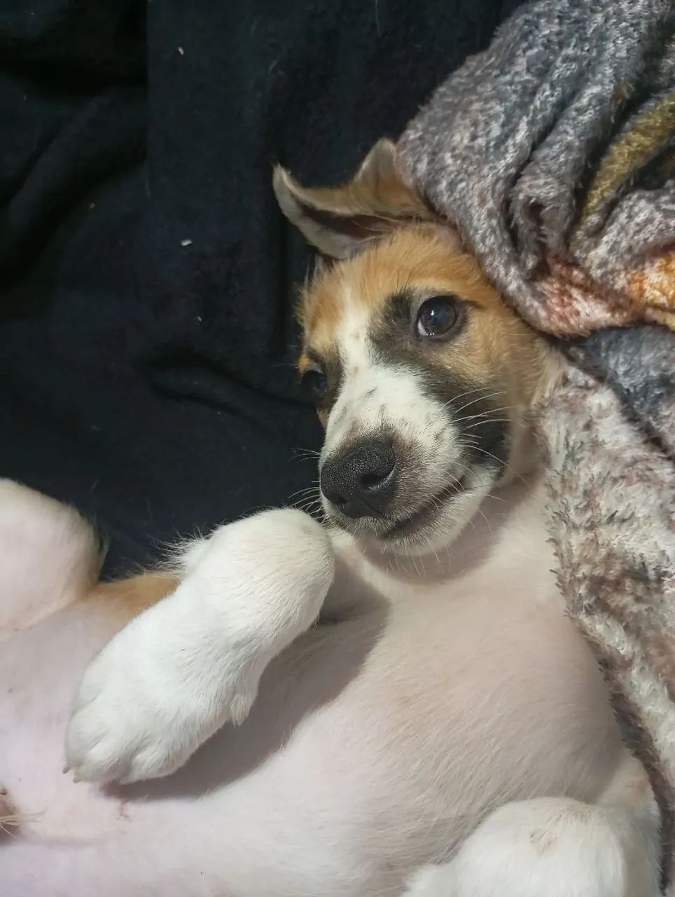 Doação Responsável  - Foto 3