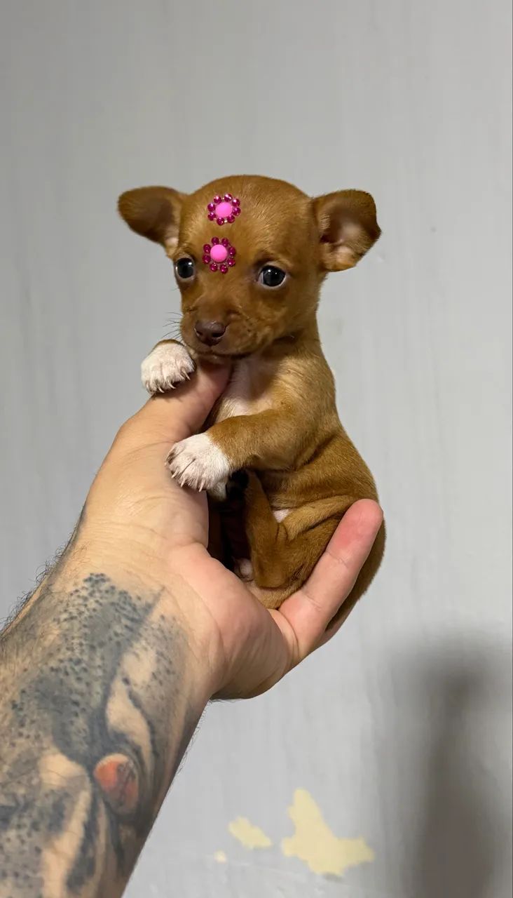 Pinscher fêmea chocolate miniatura  - Foto 3