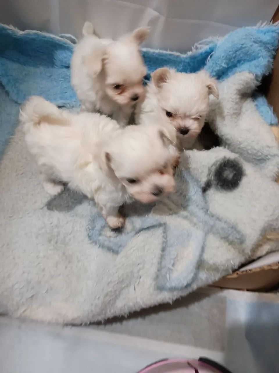 Maltês Mini bibelô  - Foto 4