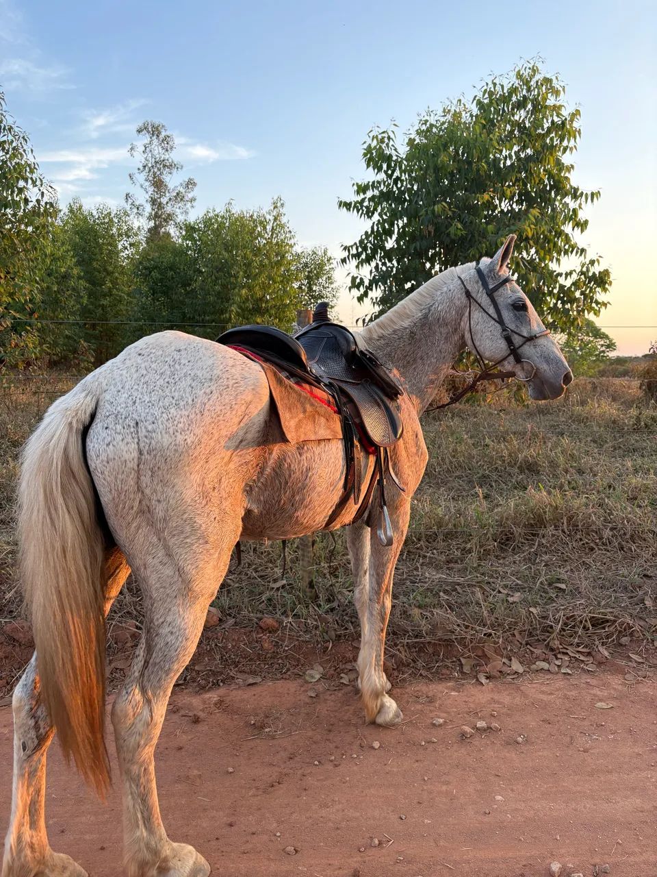 Egua mangalarga  - Foto 4