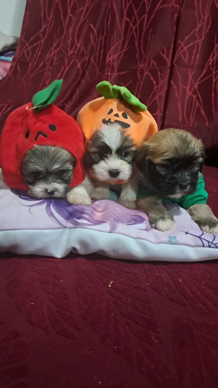 Lhasa Apso