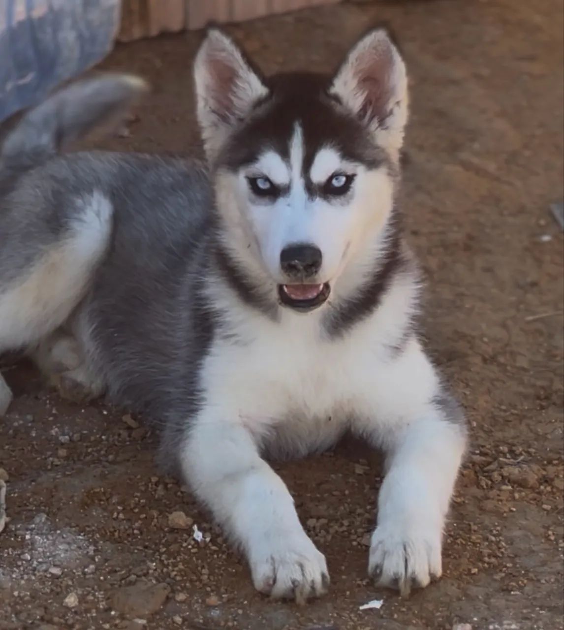 Filhote de husky siberiano  - Foto 2