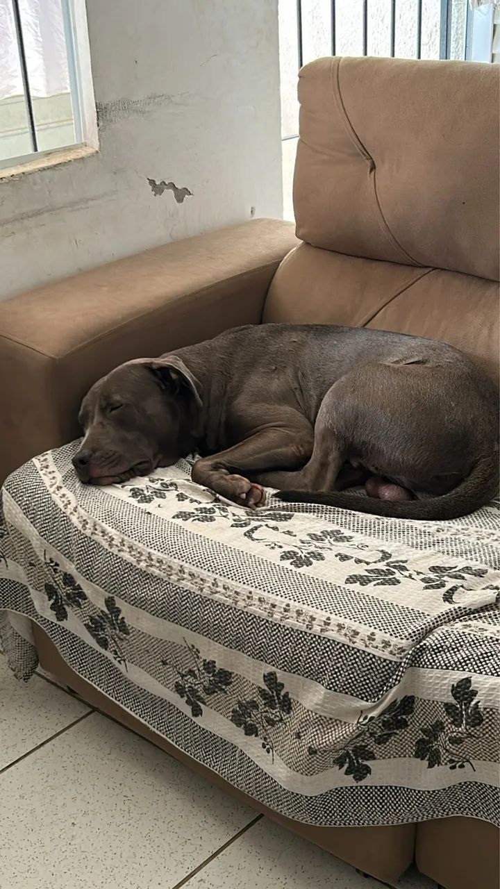 PITBULL PARA DOAÇÃO  - Foto 5