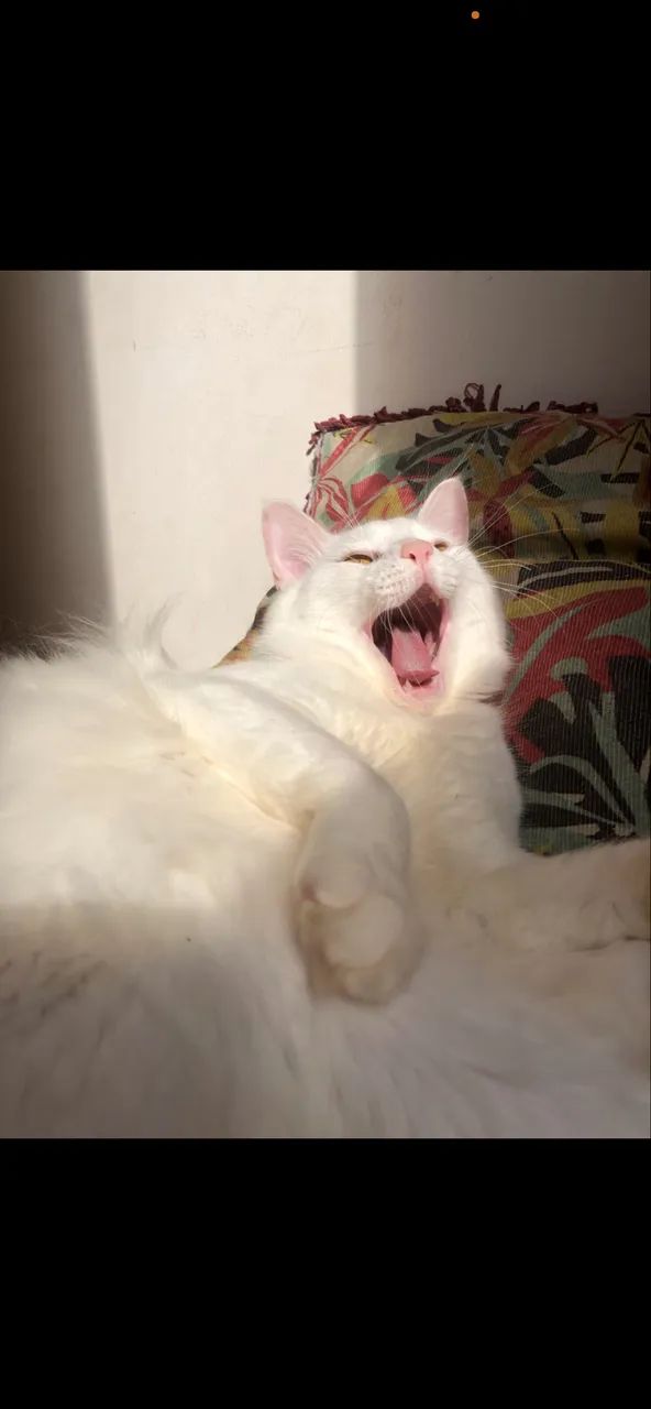 Doa-se gatinho branco 