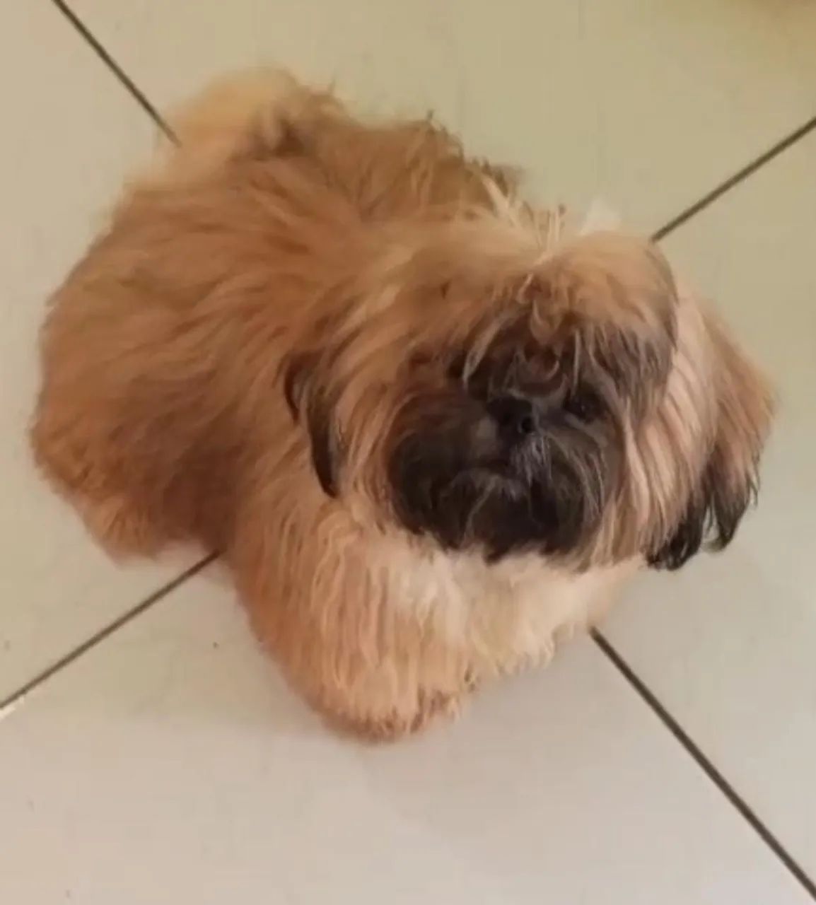 Shihtzu macho  - Foto 2