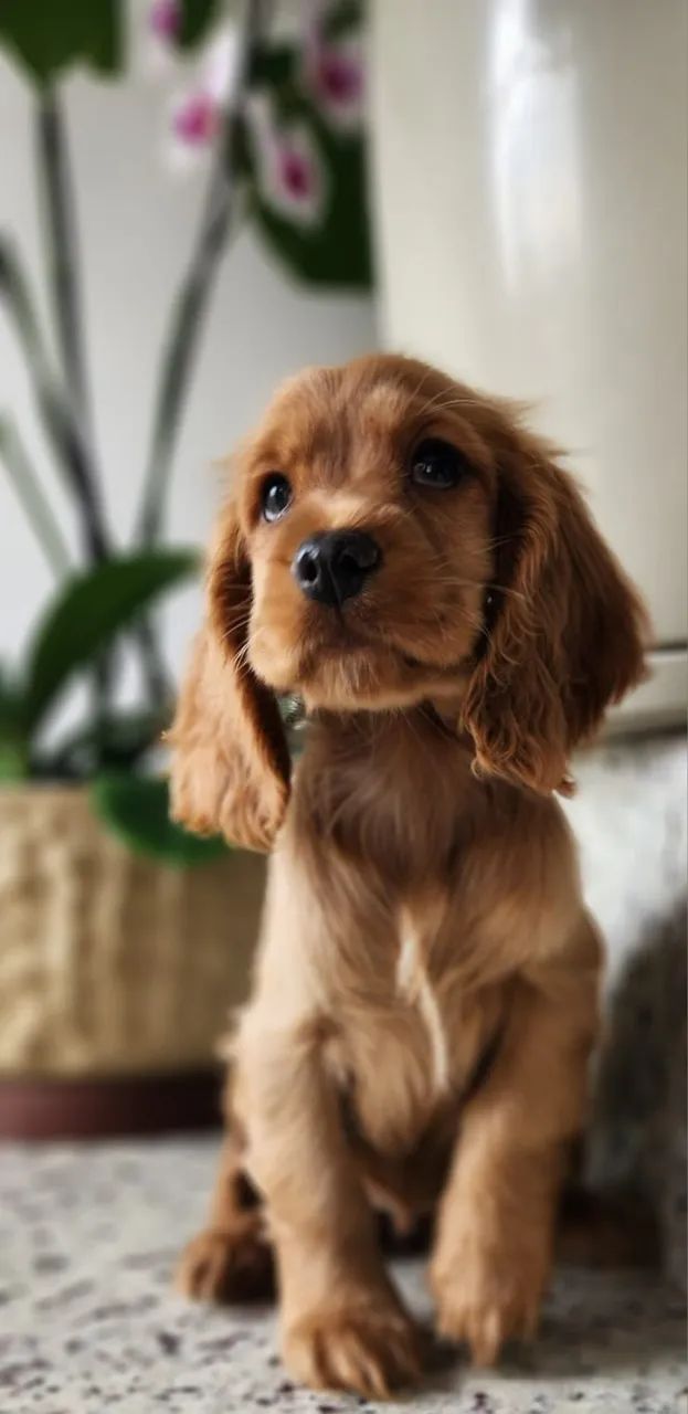 Cocker - Com Pedigree, A Pronta Entrega!!!  