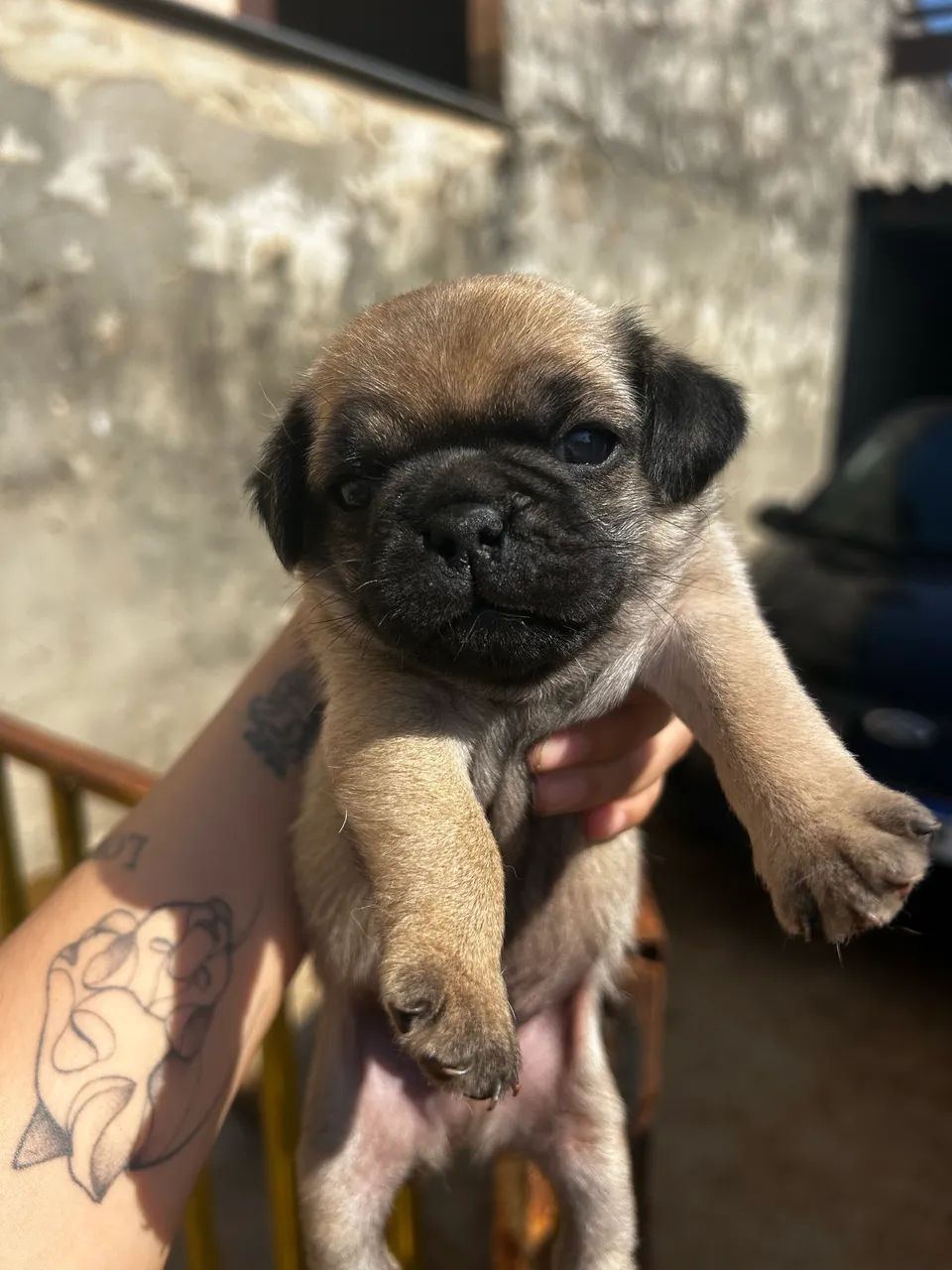 Cachorro pug - Foto 2