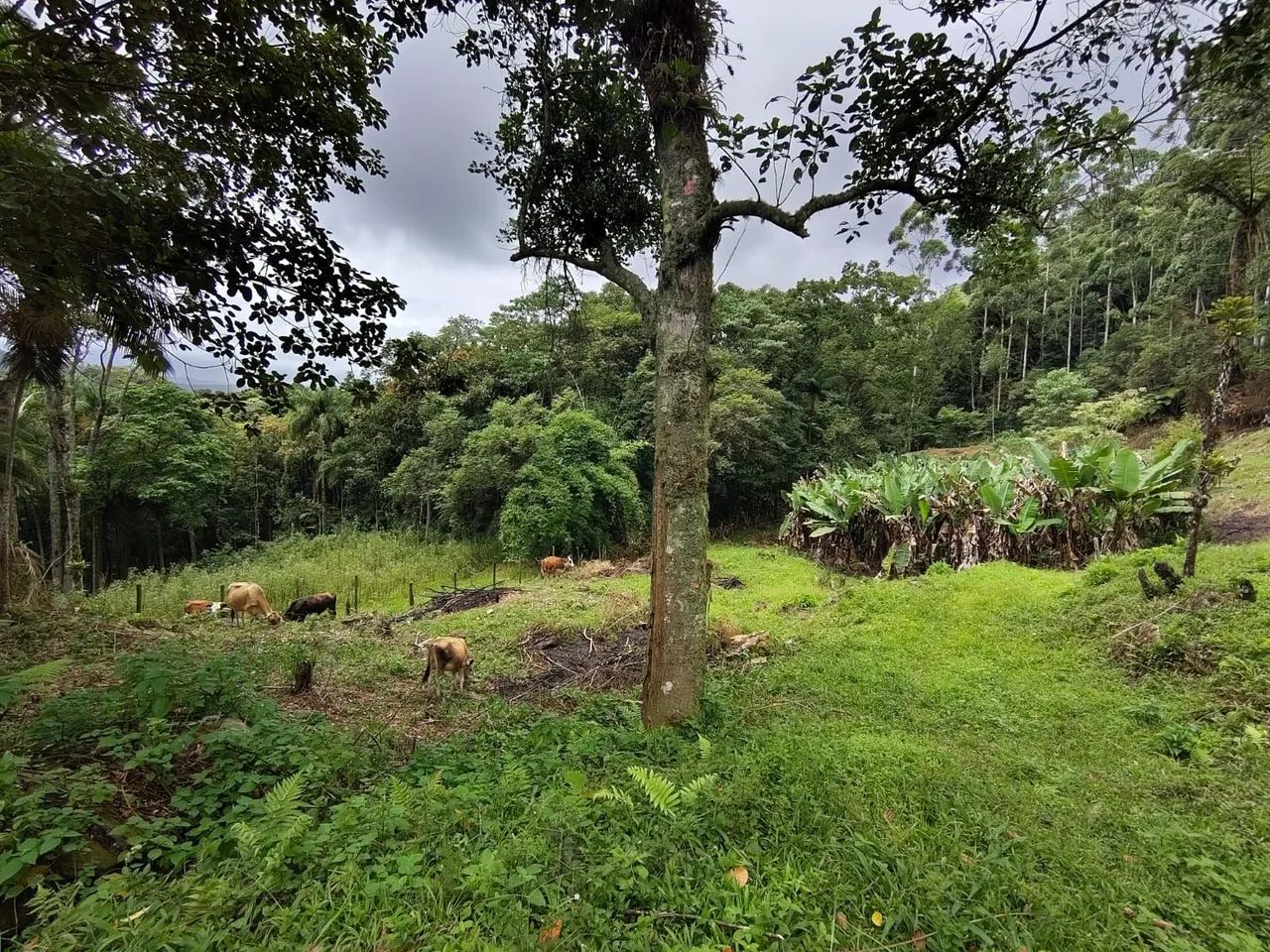 Sítio de 3 hectares em Anitápolis - Com casa, açude, 2 nascentes e vista espetacular. - Foto 5