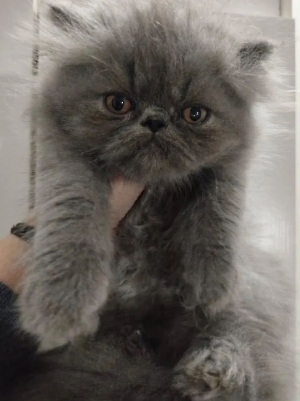 Gato persa  - Foto 4