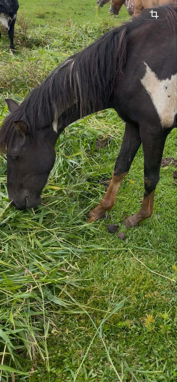 Cavalos