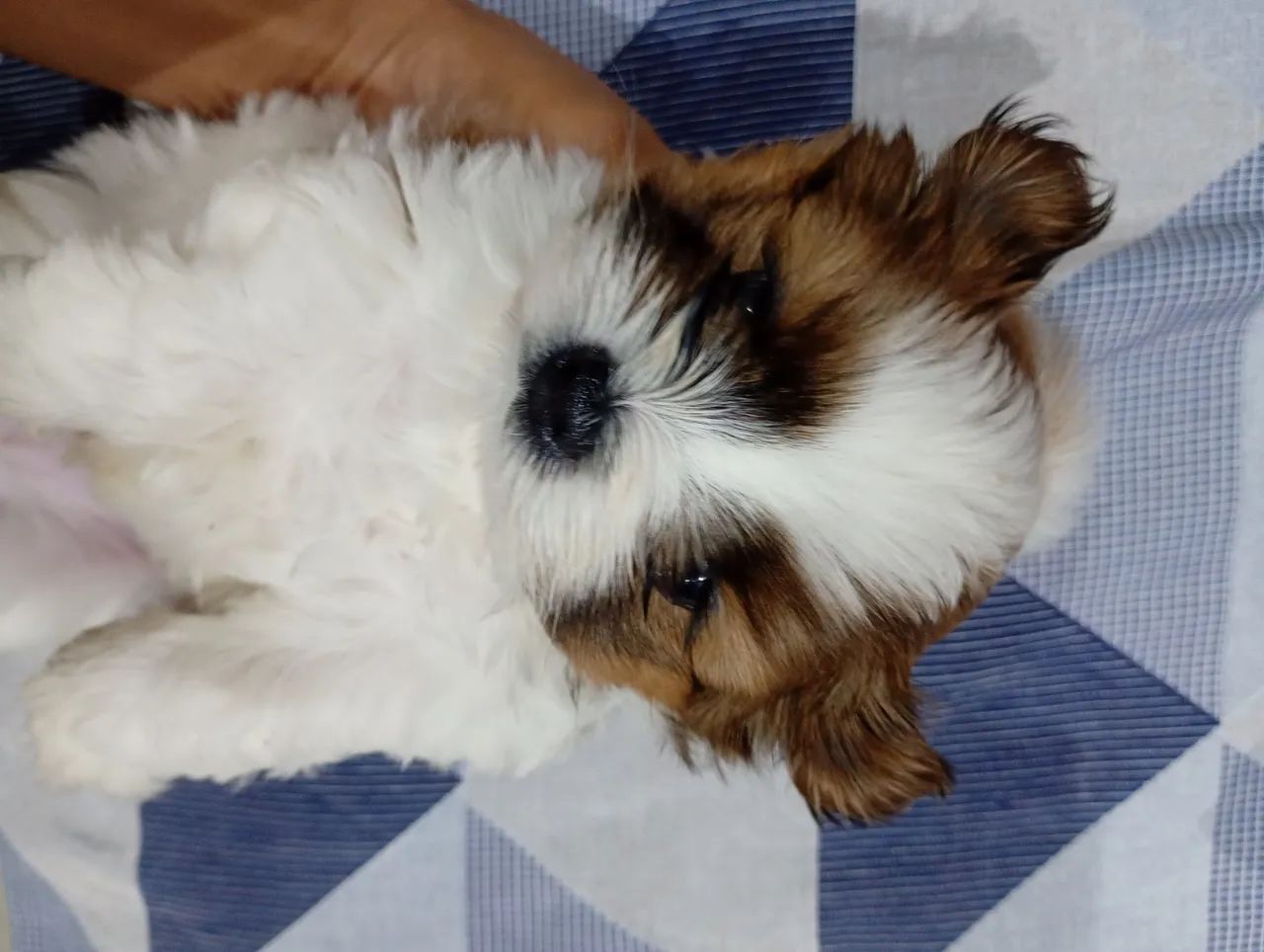 Lhasa Apso filhote  - Foto 2