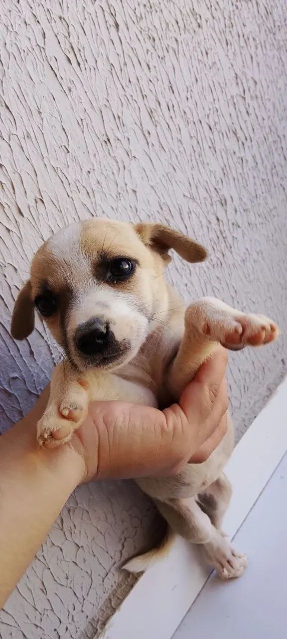 Para doação  - Foto 2