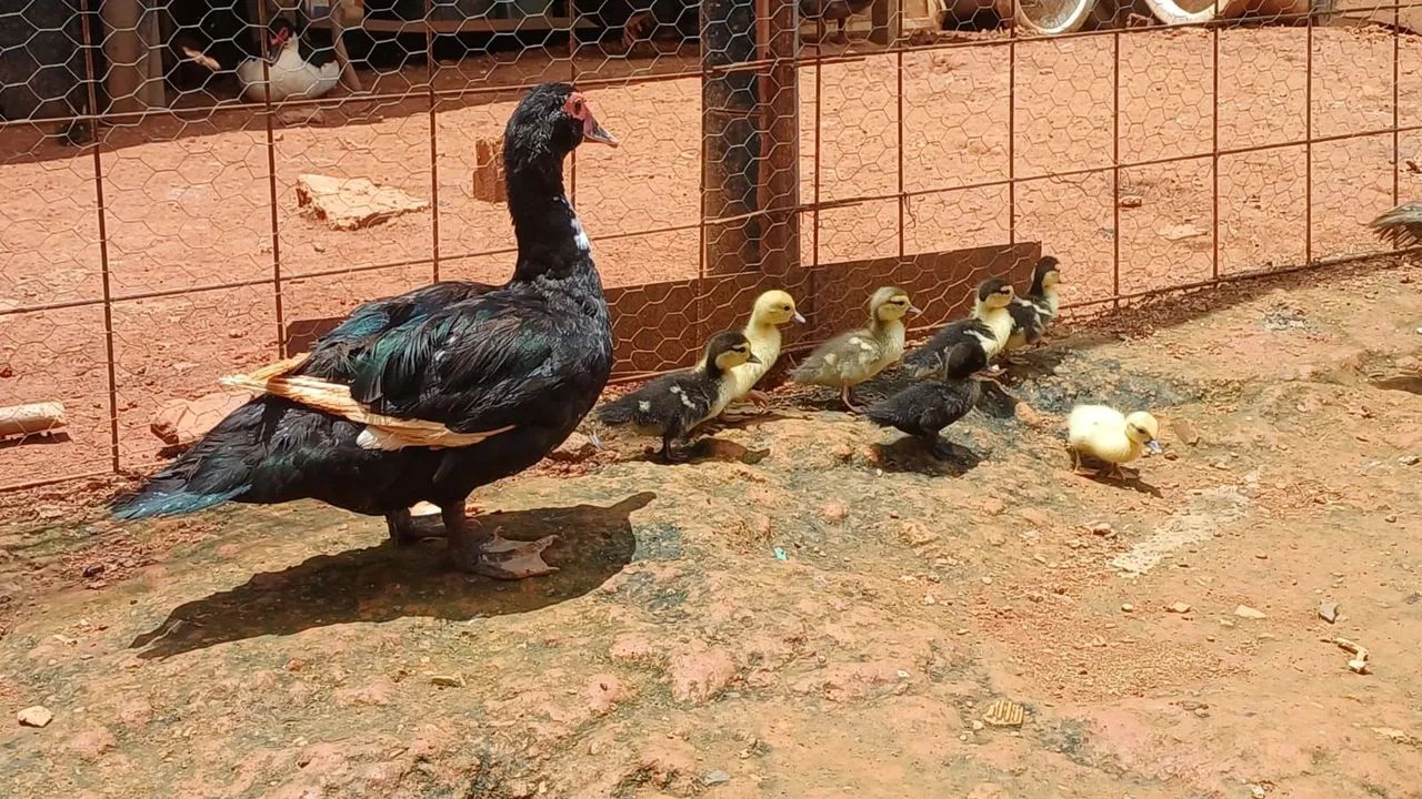 Vendo patos  - Foto 2