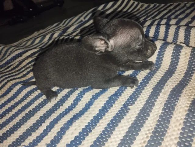 Pincher machinho 0 - Foto 2