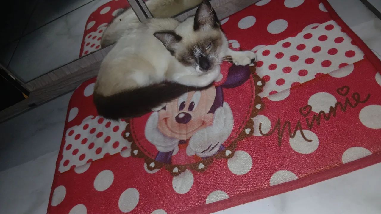 FAÇO PANFLETEGATEM