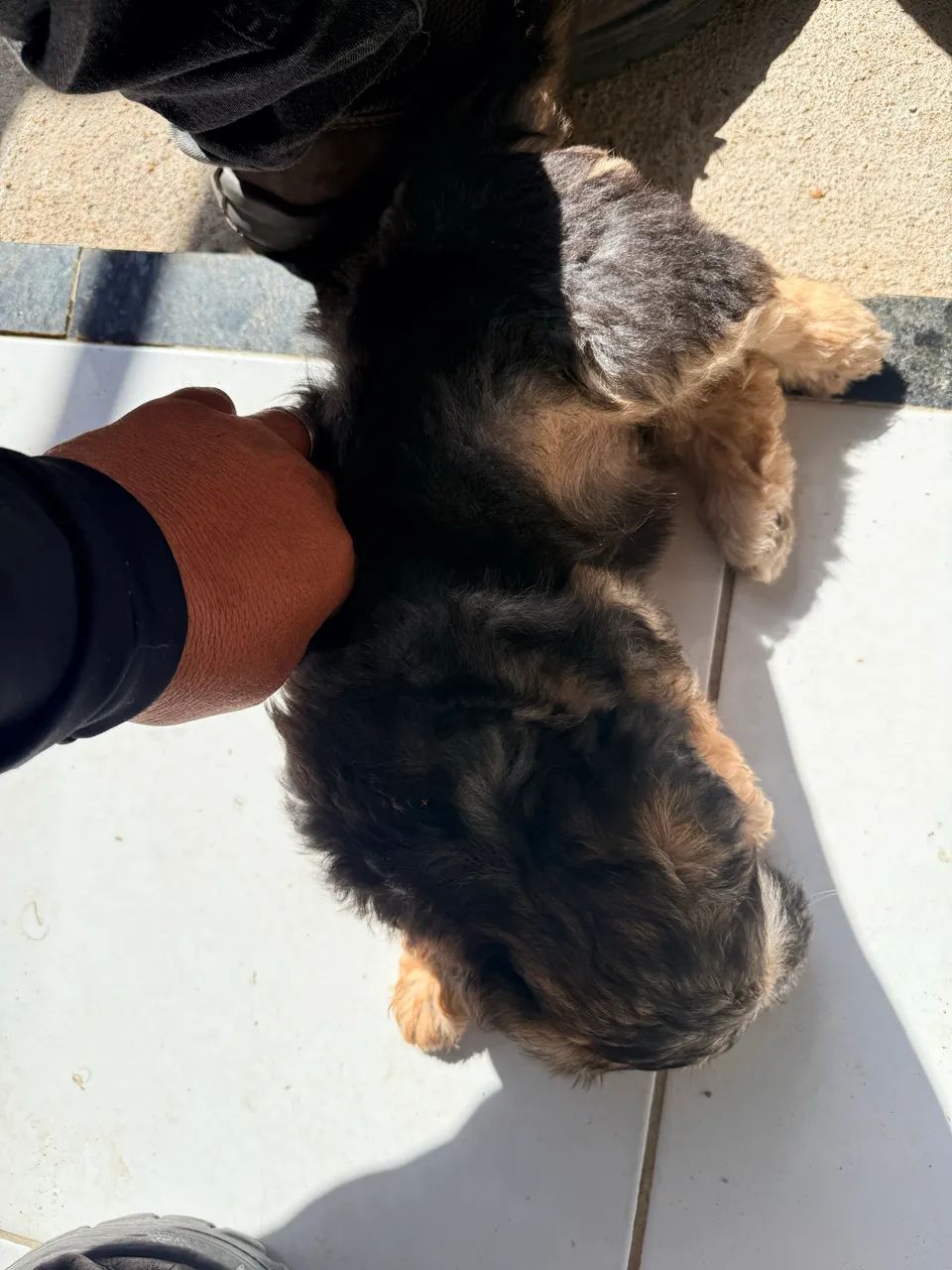 Vendo poodle com maltês 