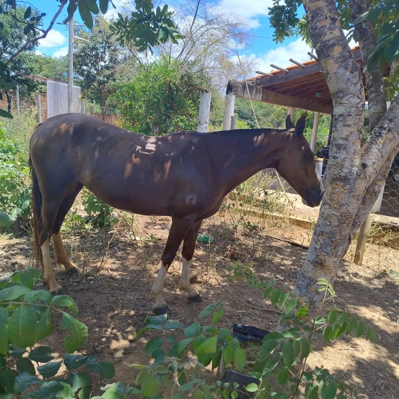 Vende -se égua registrada  - Foto 4