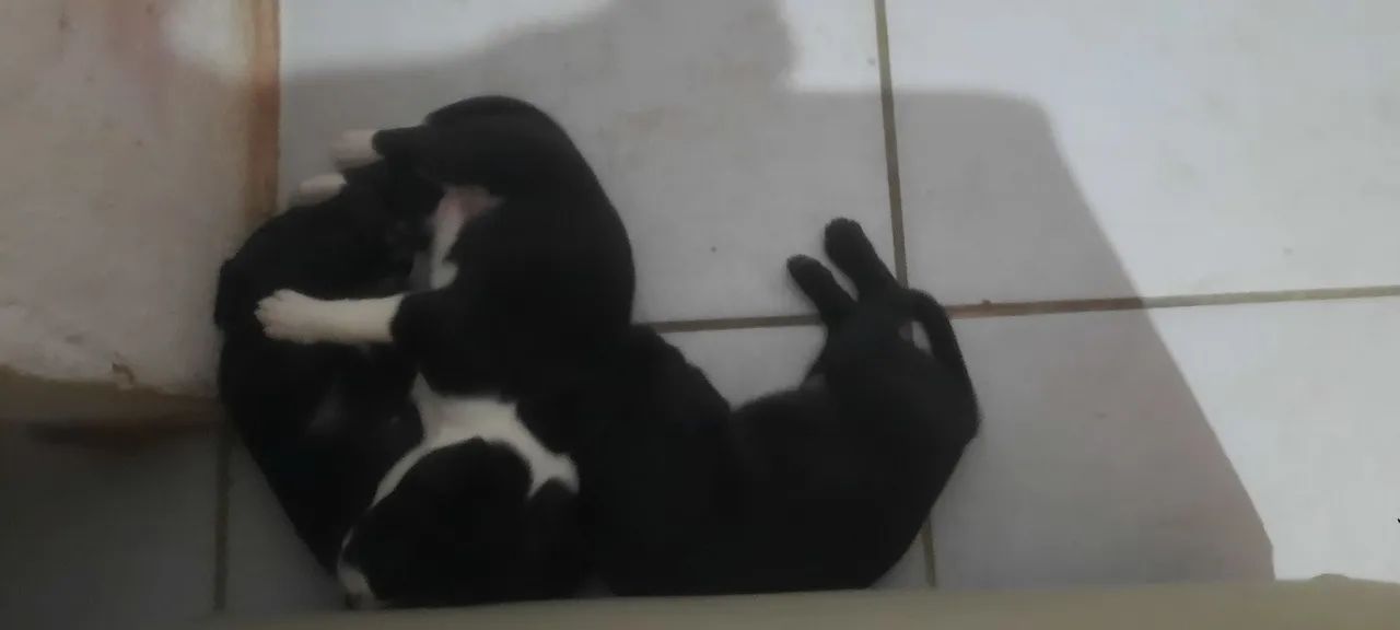 CACHORRINHOS PARA ADOÇAO