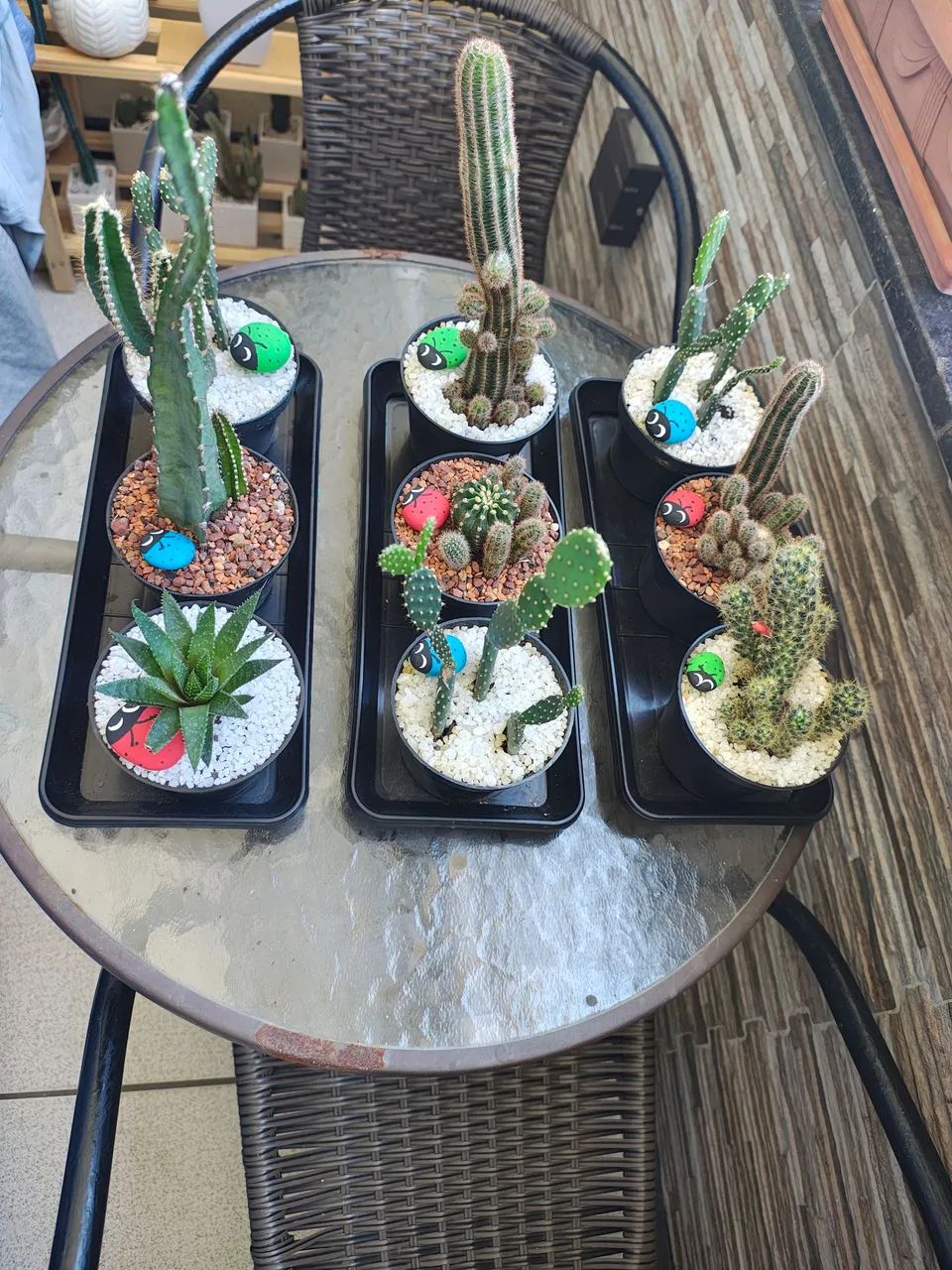 Cactos ?diversos  - Foto 3