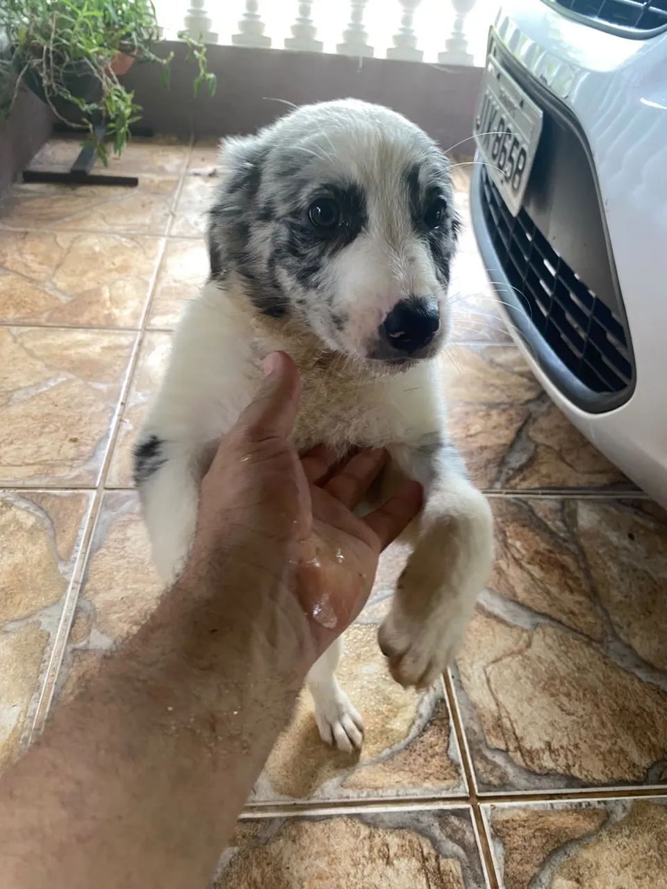 Filhote Boder Collie 