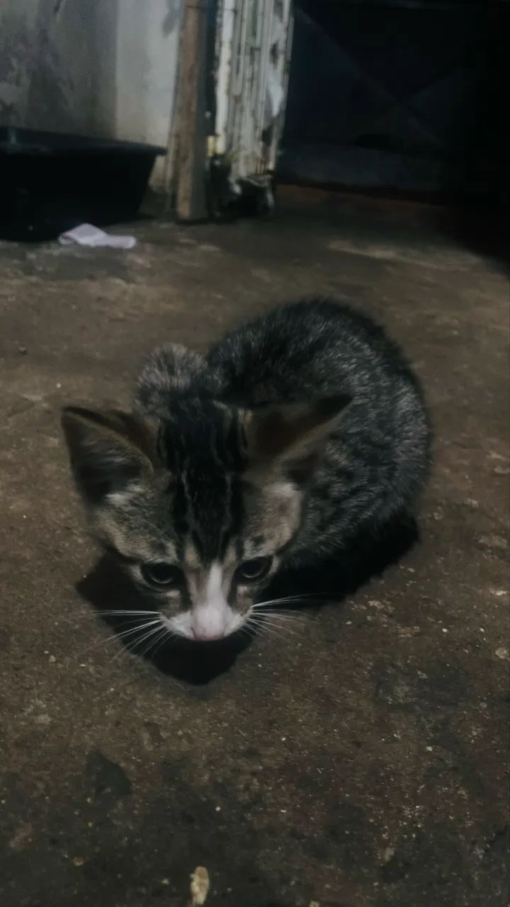 Adotar gato  - Foto 2