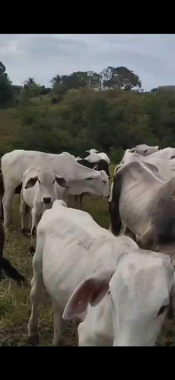 Bezerros Nelore Macho - Foto 4