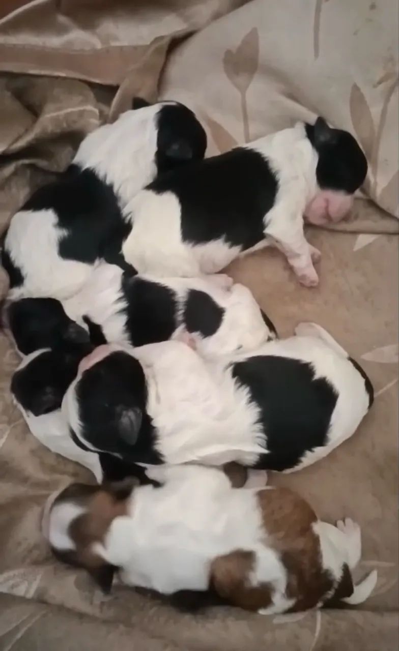 Shihtzu  - Foto 2